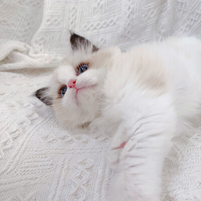 仙女猫头像布偶猫图片