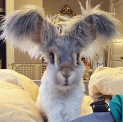 english angora 英国安哥拉兔