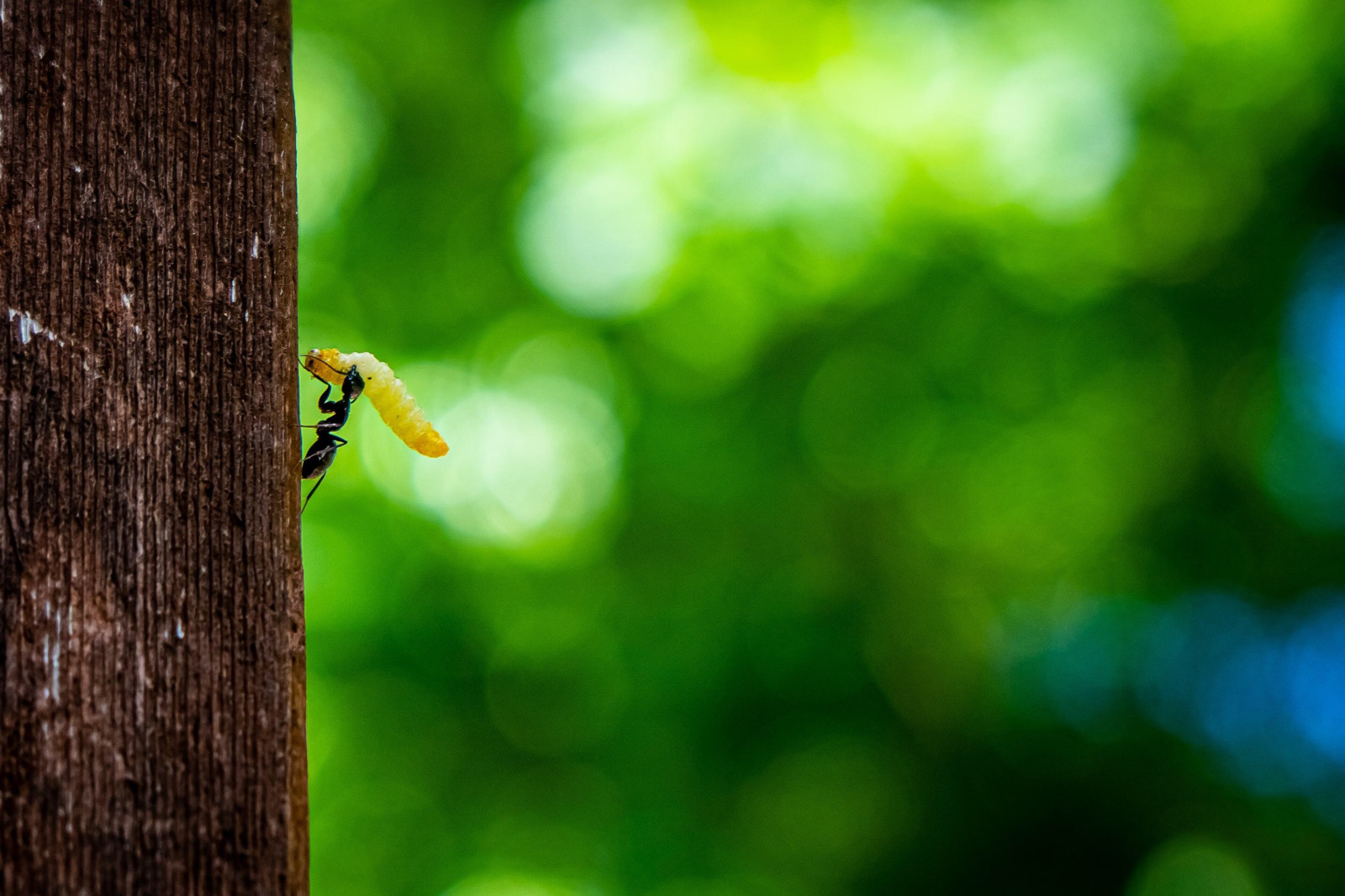 蚂蚁负重上树