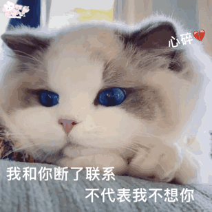 猫咪表情包