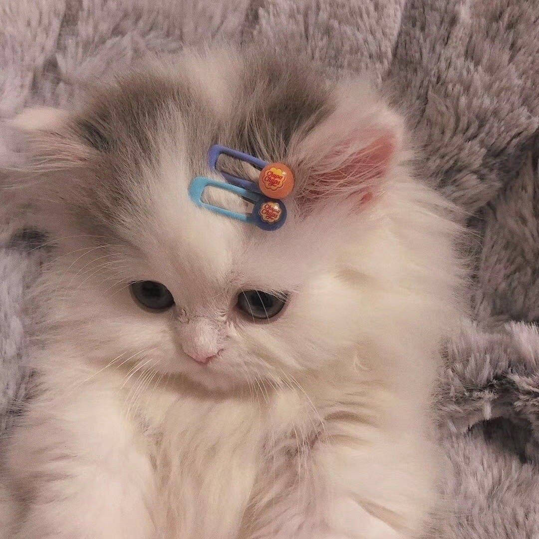 可爱的猫猫头像微信图片