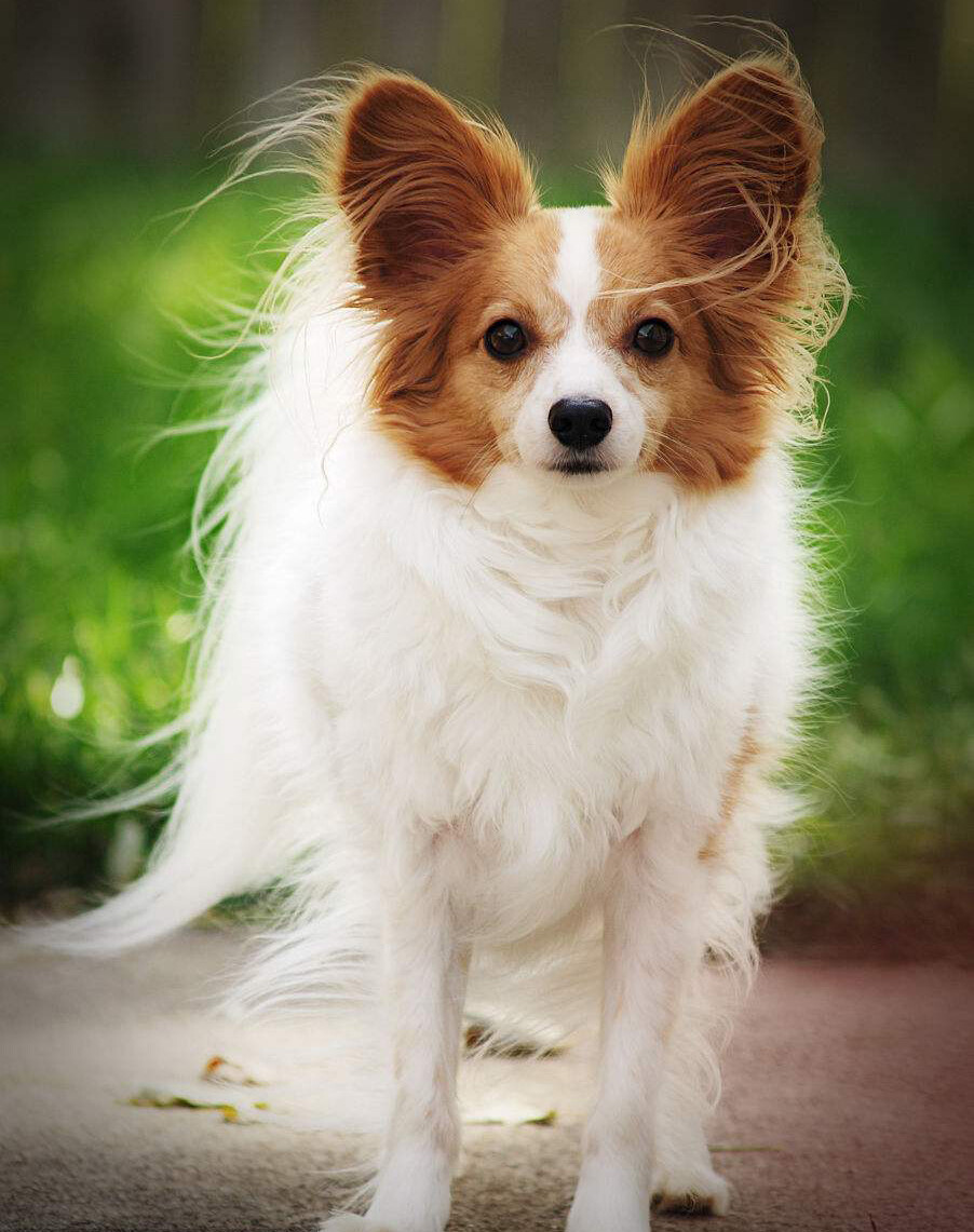蝴蝶犬 可爱萌宠 - 堆糖,美图壁纸兴趣社区
