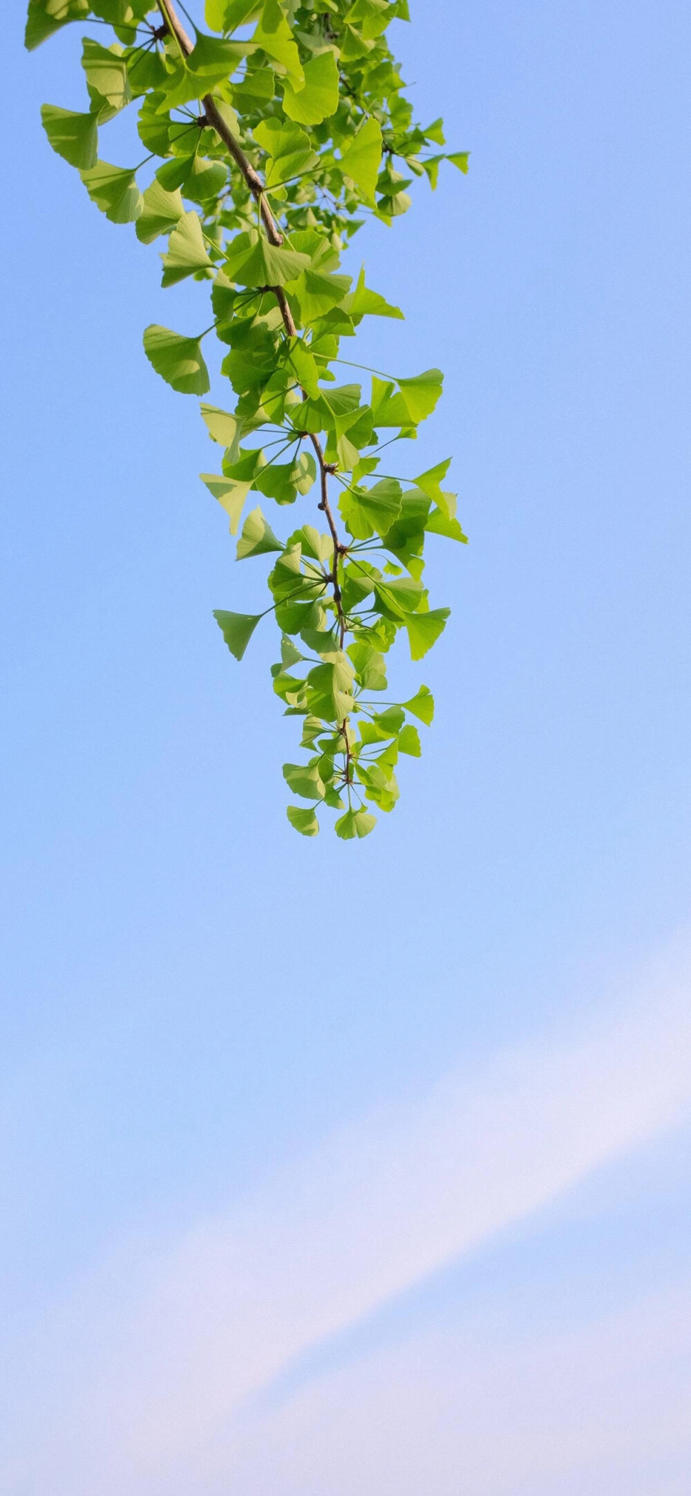 summer手机壁纸图片