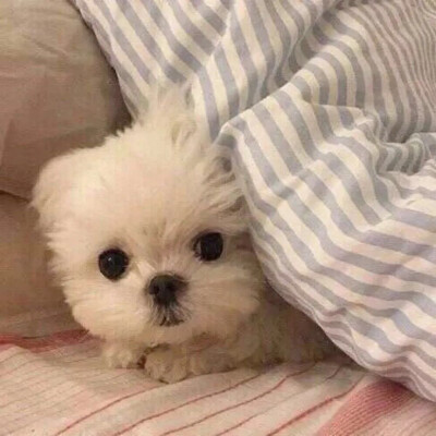 东契奇微信头像