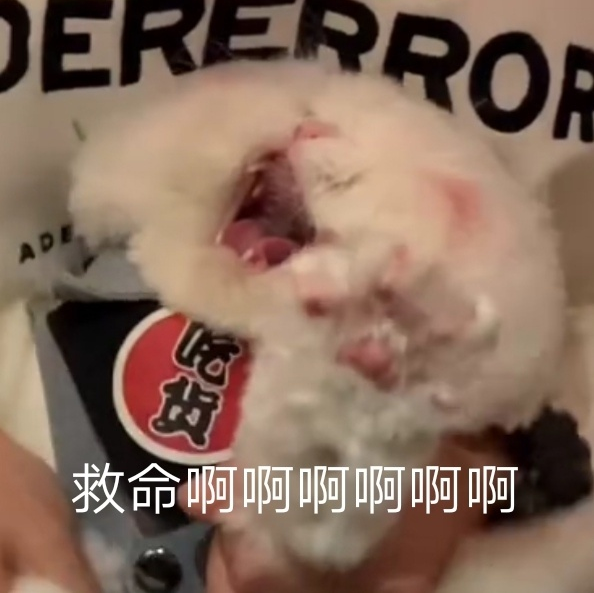 可爱表情包‖球球日常