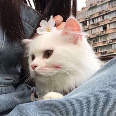 东南猫咪头像