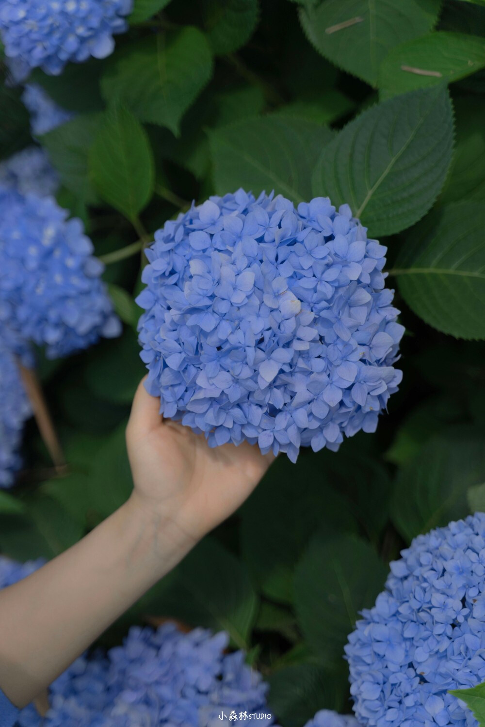 蓝色紫阳花花语图片
