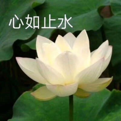 莲花头像