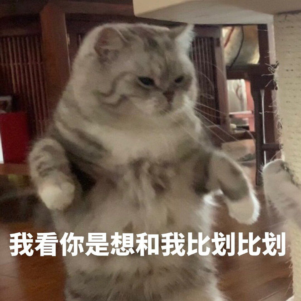 可爱撒娇猫猫头表情包