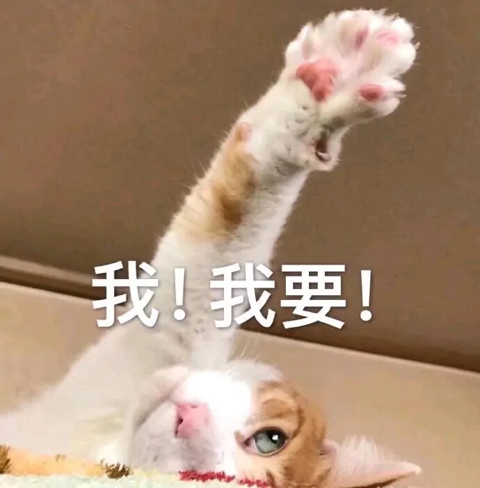 可爱撒娇猫猫头表情包
