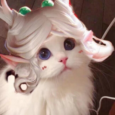 猫咪头像抖音