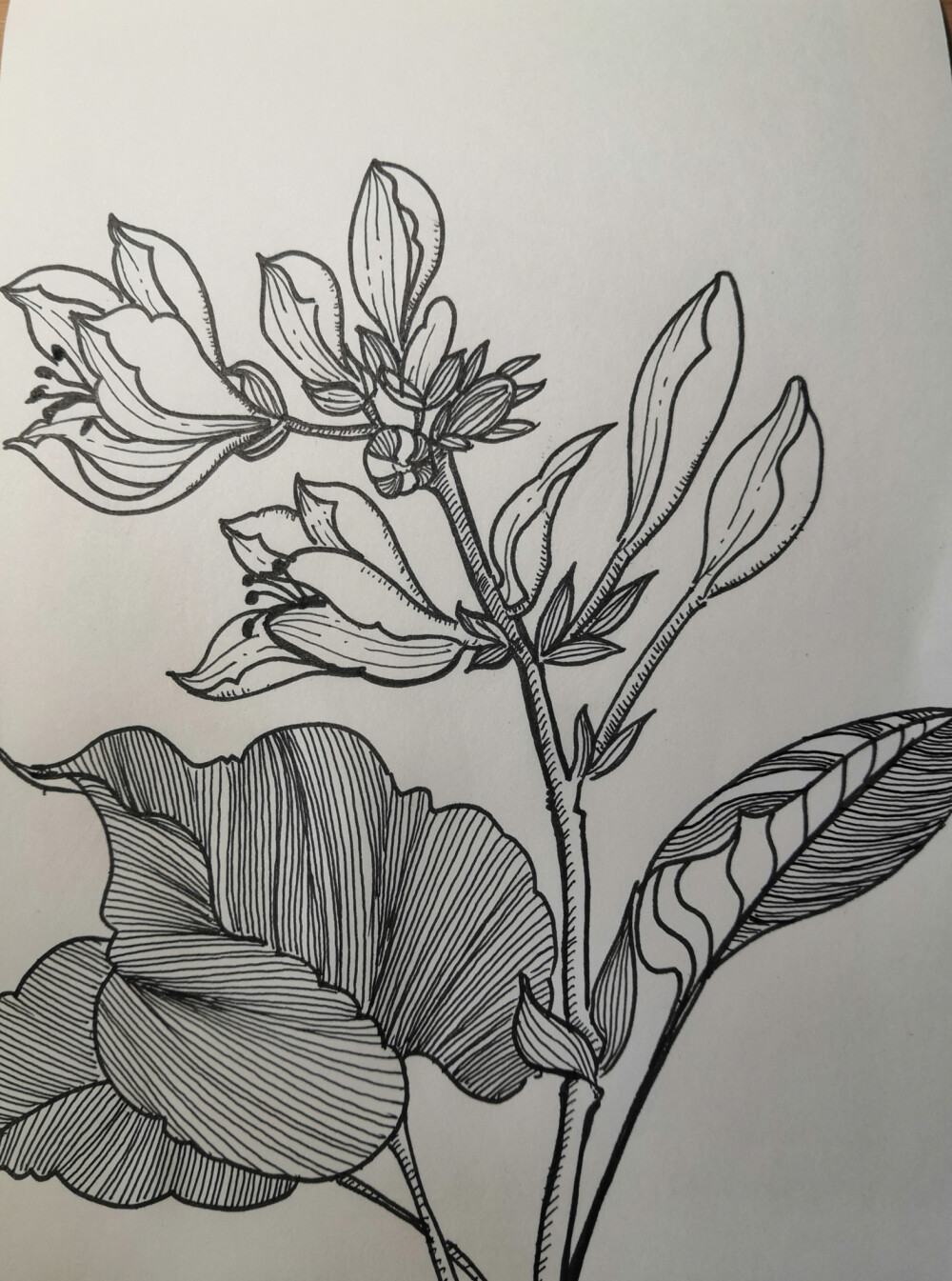 玉簪花 