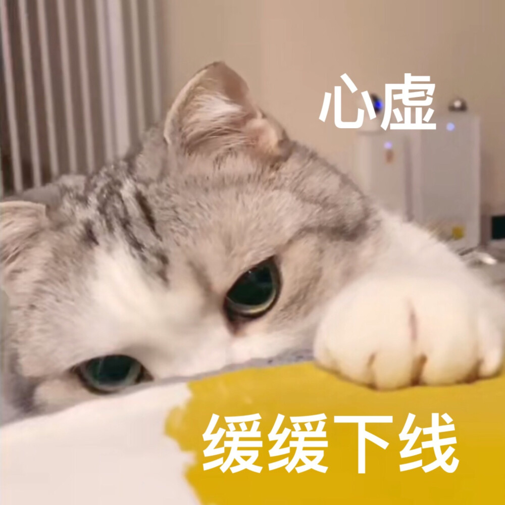 猫猫网易云表情包图片