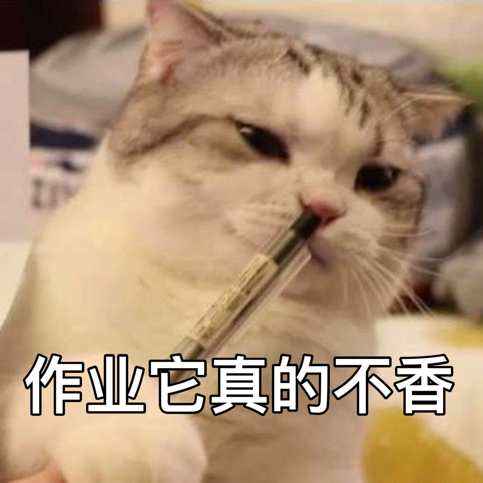 绘圈猫猫头表情包图片