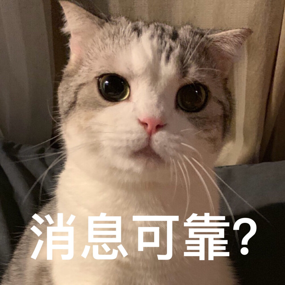 猫猫表情包