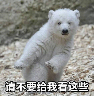 北极熊搞笑头像图片