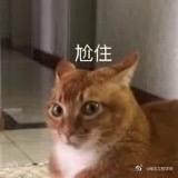 猫猫表情包 尬住