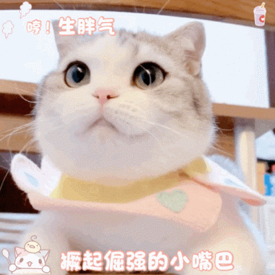 网红猫小泡芙表情包图片