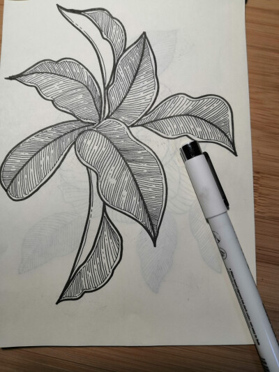 树叶素描画法图片