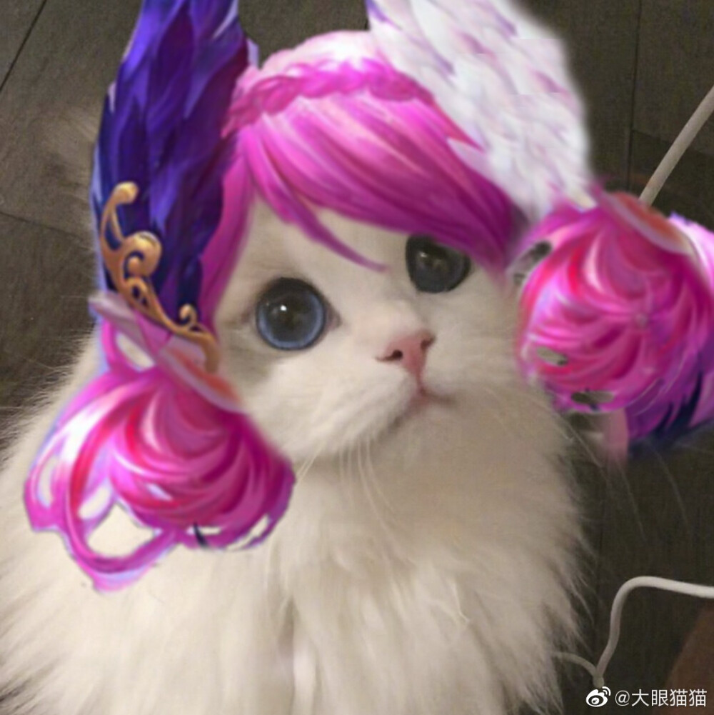 猫咪头像王者荣耀女英雄篇(图片来源于微博)
