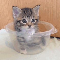 猫猫