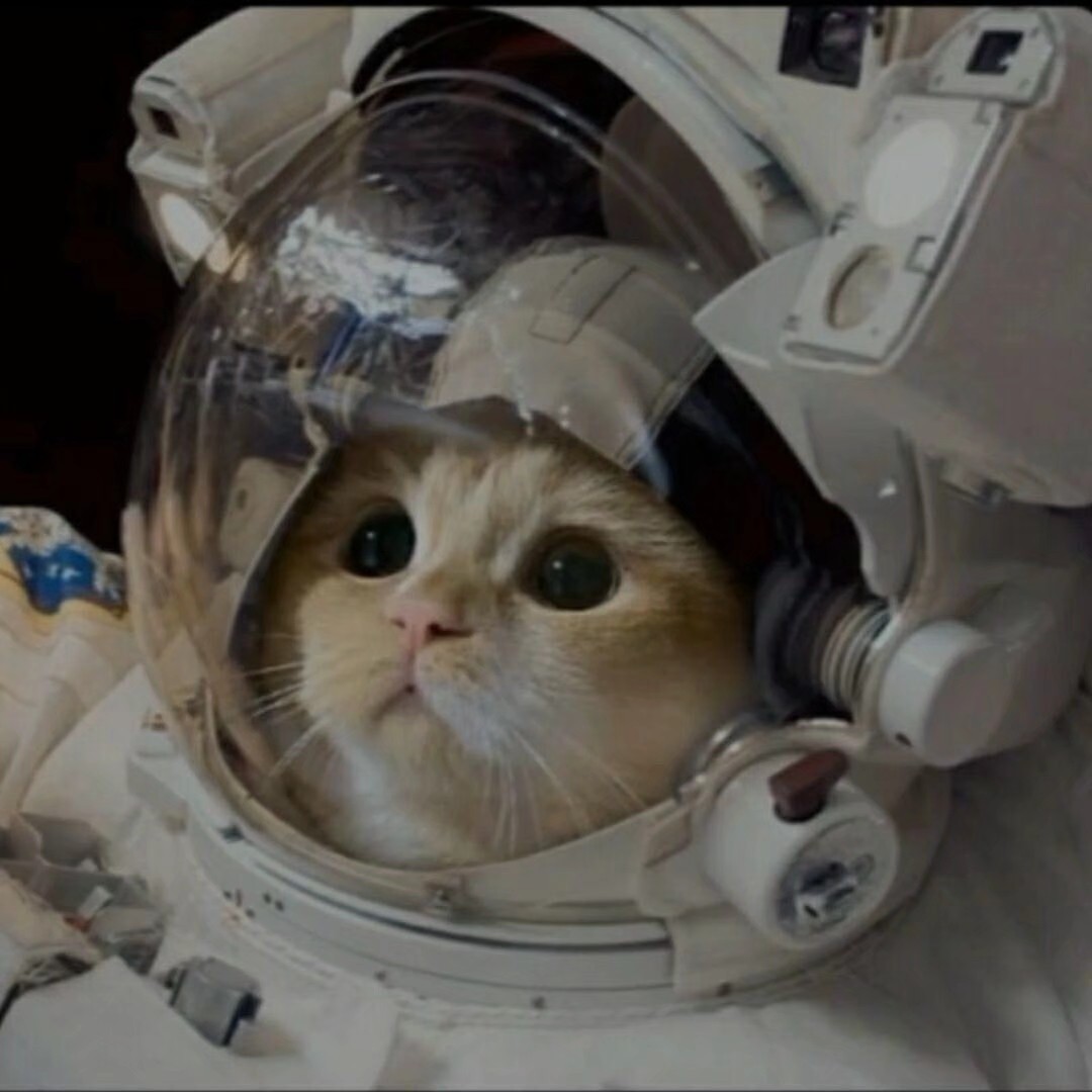 猫咪情侣头像宇航员图片