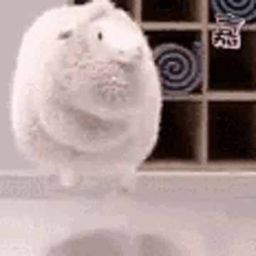 小嘉神の表情包