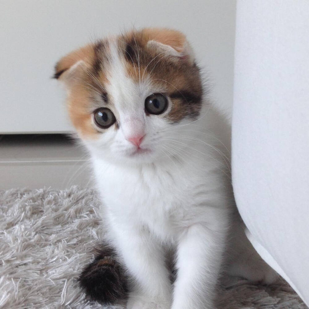 2020年6月26日 21:43   关注  小猫咪 小可爱 萌宠 呆萌 一起长 