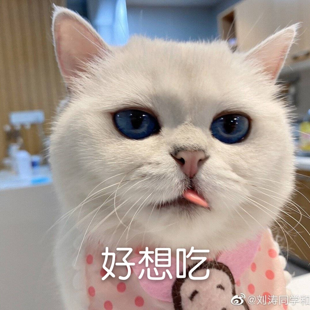 可爱猫咪表情包