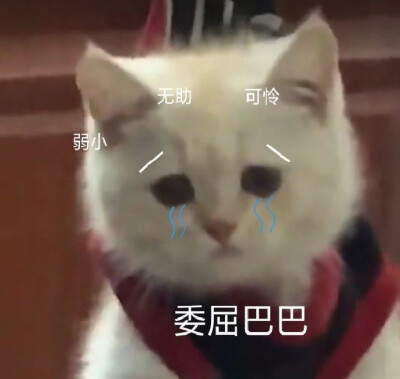 猫表情包可怜图片