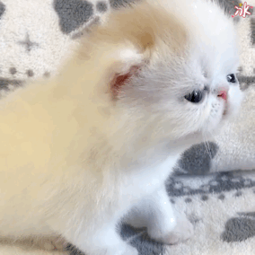 加菲猫 