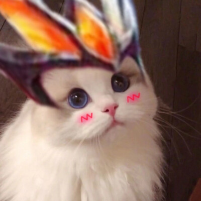 王者荣耀猫咪头像