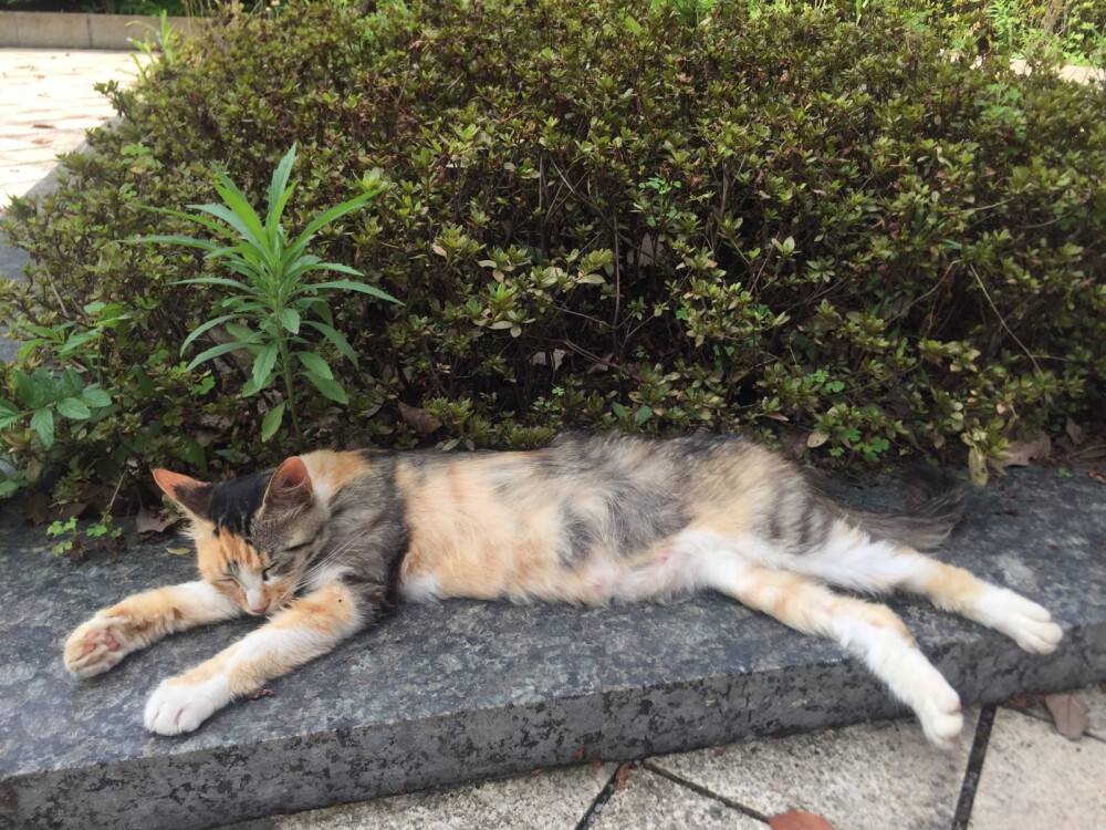 学校的流浪猫