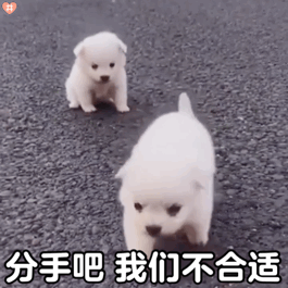 可爱小白狗狗表情包动图