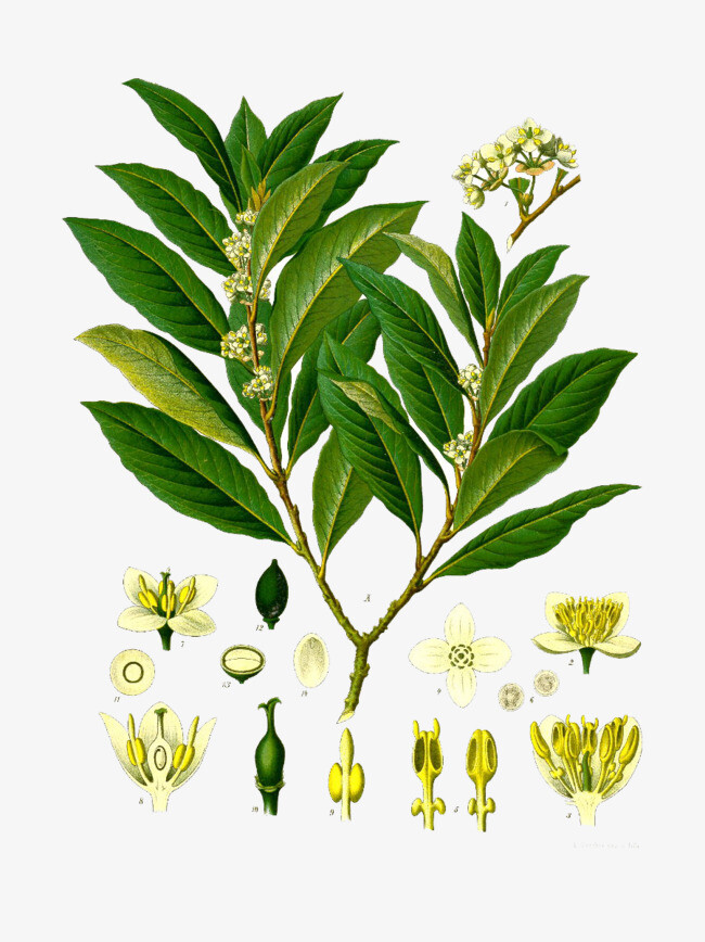 达芙妮虽然成了树,阿波罗仍然很喜欢650_868竖版 竖屏