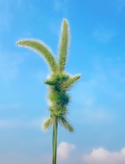狗尾巴的兔子