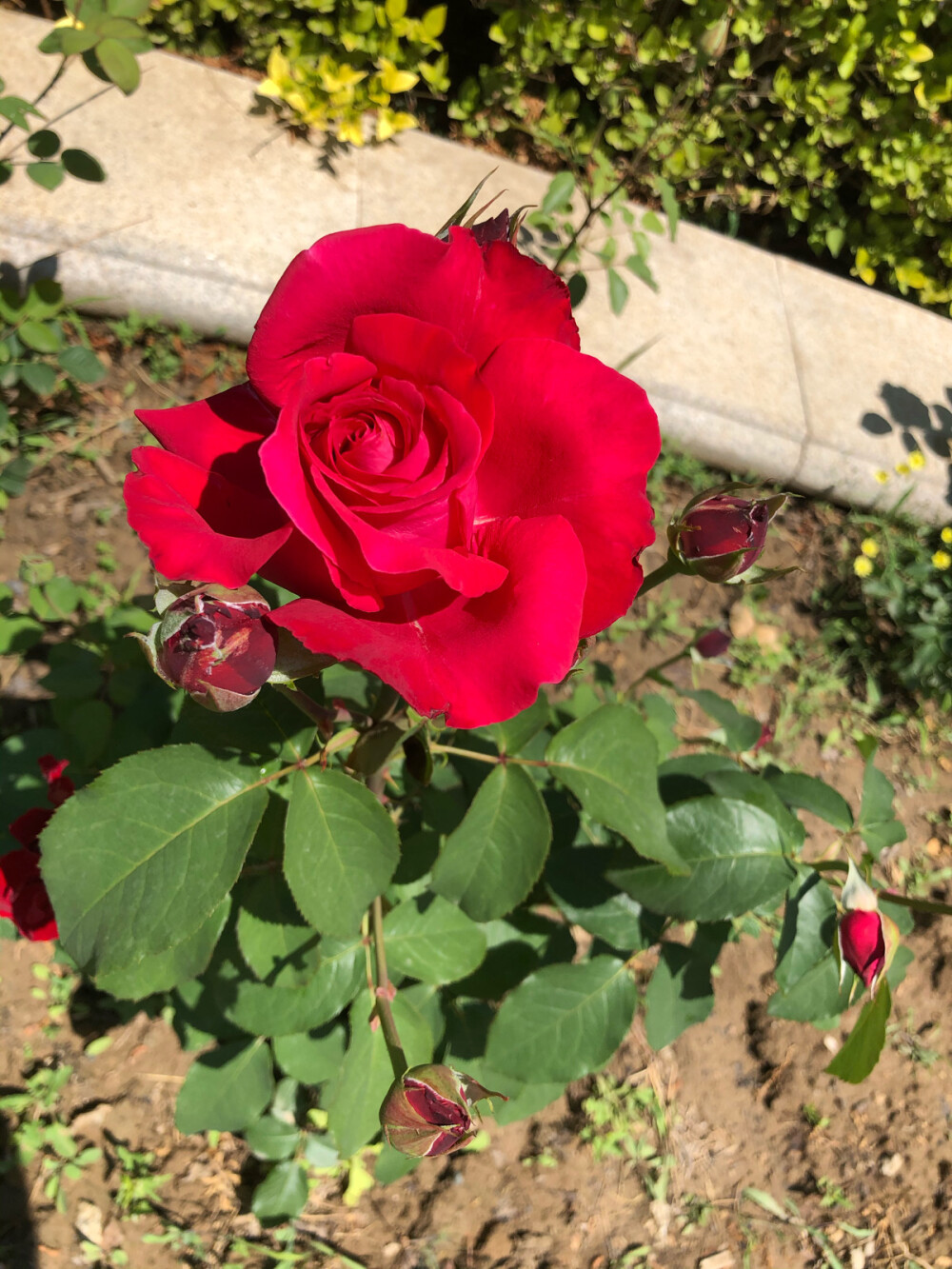 月季花