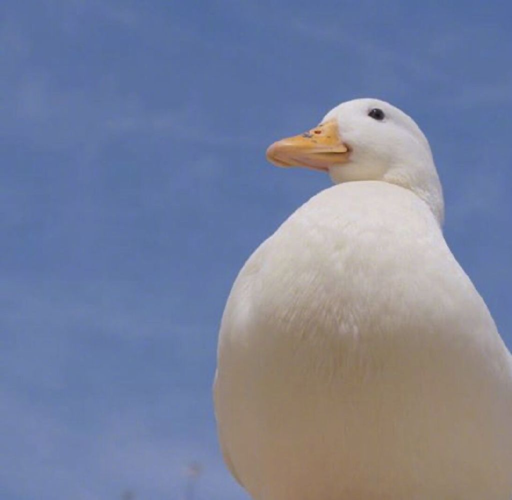 白鸭子头像可爱图片