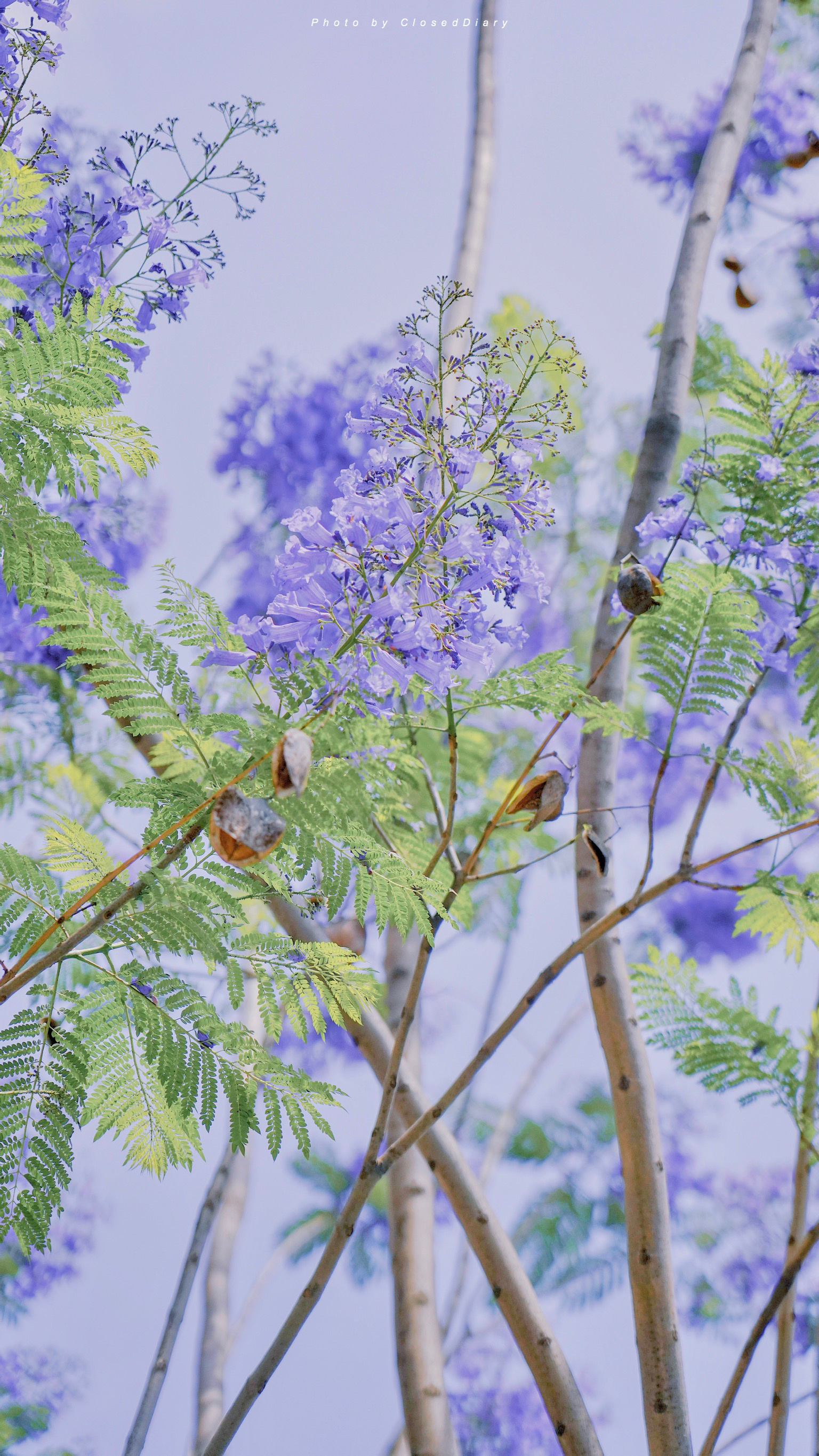 「等一棵会开花的树」