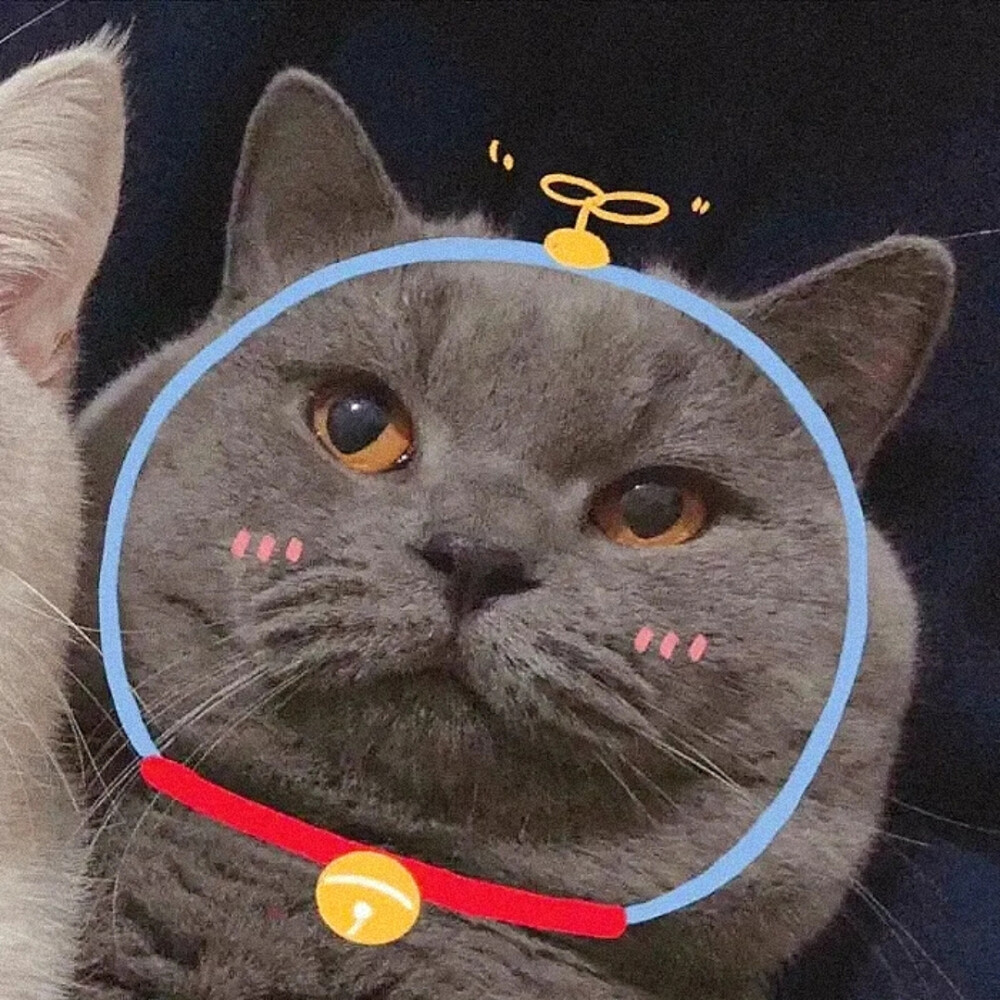 我的手心里软软的 你要不要牵一下 " #萌宠##猫咪头像##情侣
