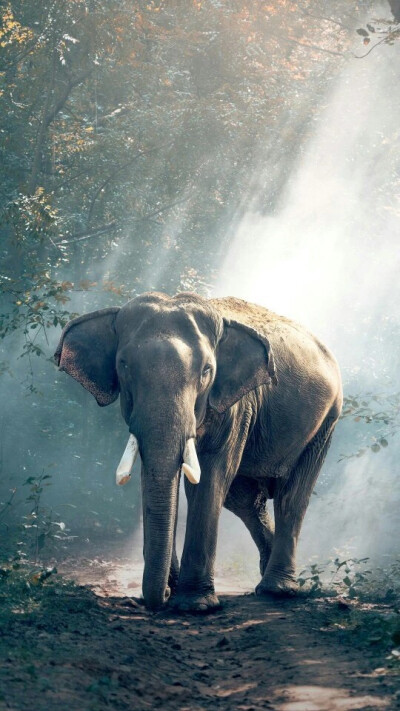 大象超清图片大全唯美图片