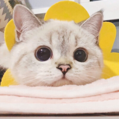 猪猪和饲养员的头像