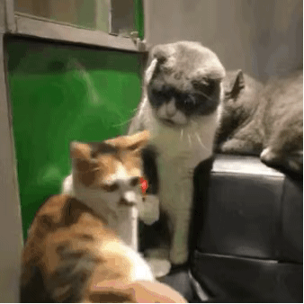 猫咪表情包