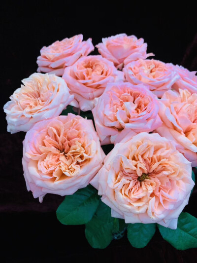 伦敦眼～这是一款小众稀有玫瑰～伦敦眼～橘粉色～奥斯汀花型～有微微