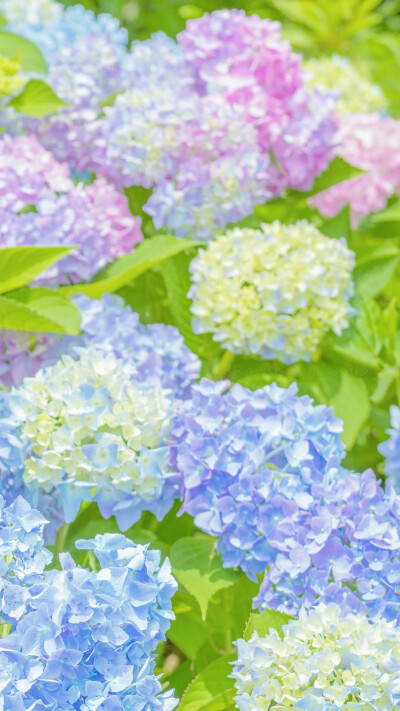 无尽夏 | 摄影:@rainbow_nanako