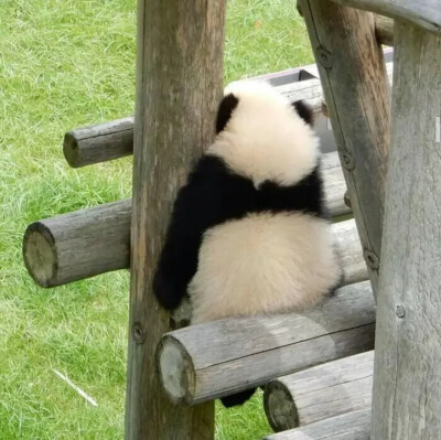 熊猫崽崽