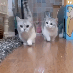 295_295gif 动态图 动图