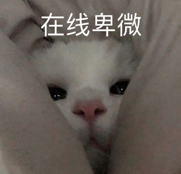 猫猫表情包 在线卑微