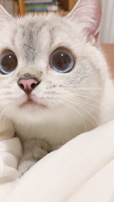 猛猪猪和臭娜娜