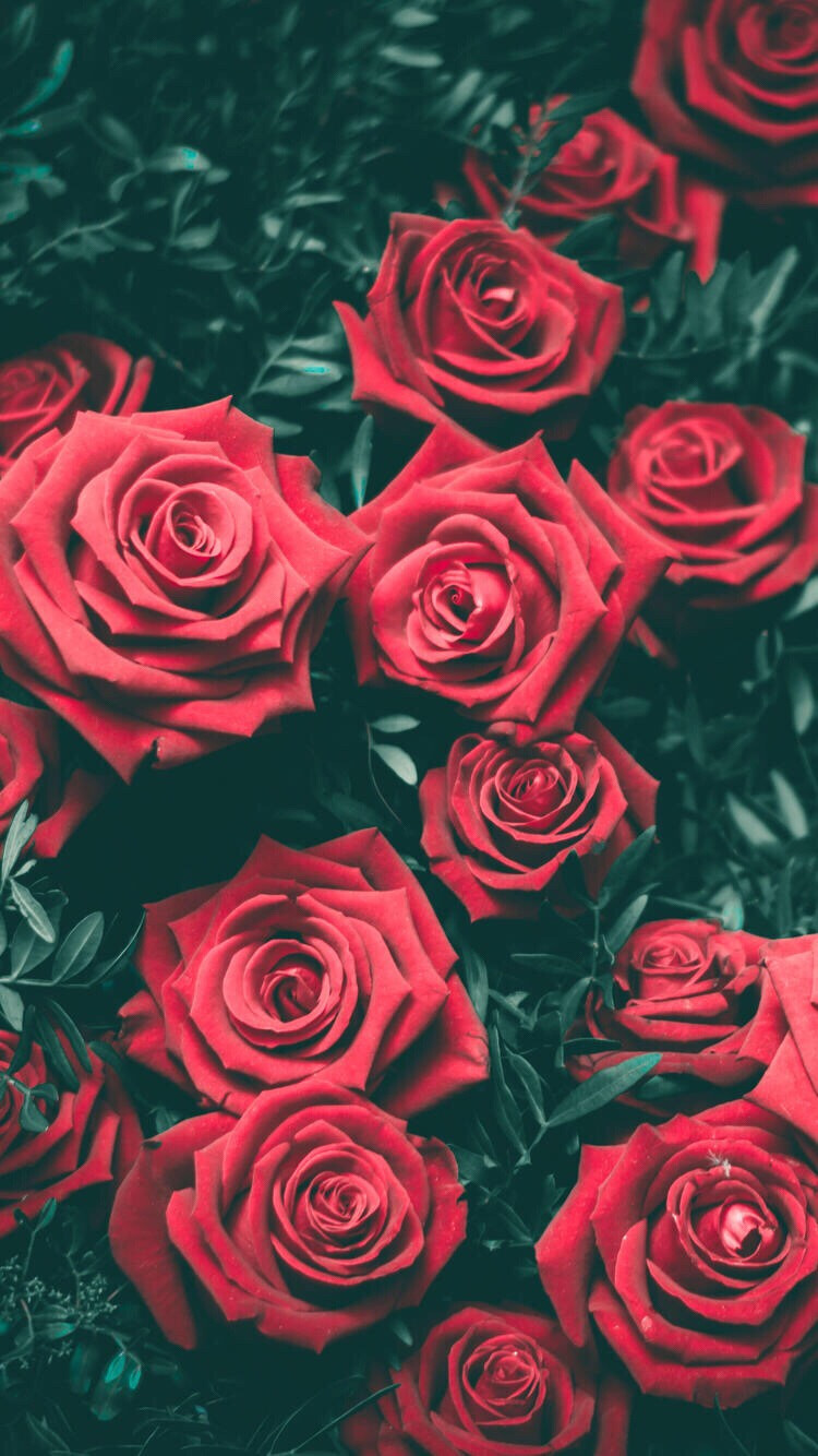 手机壁纸唯美玫瑰图片
